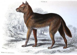 <em>Australia's dingo has been feral for five thousand years.</em>