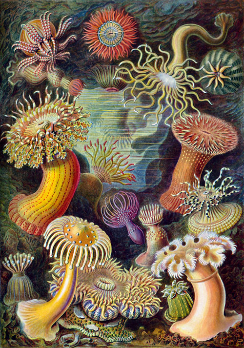 Haeckel_Actiniae