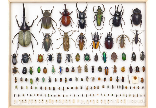 insect insect