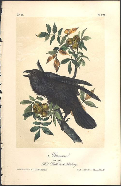 raven861