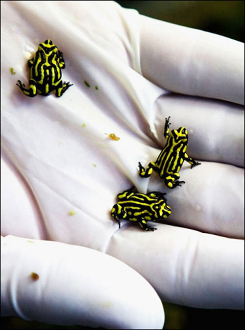 frogs