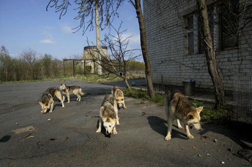 dogs