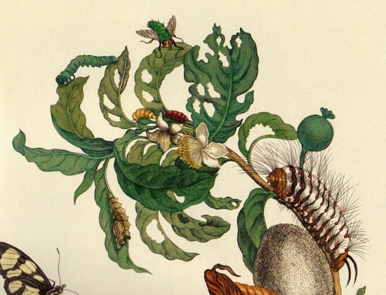 m-s-merian-scan