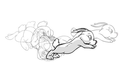 rabbit