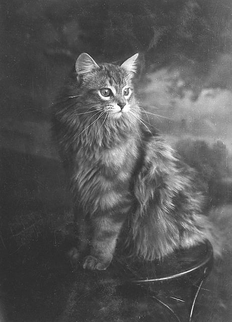 1920s cat