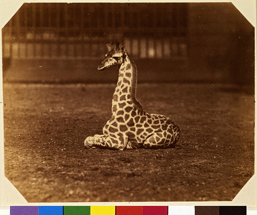 Giraffe at the Zoological Gardens, Regent's Park, London