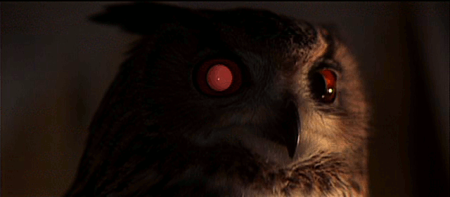 owl_eyes-01