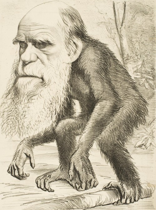 Charles_Darwin_as_an_ape_(1871)