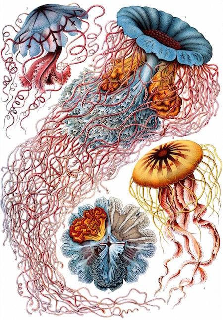 Haeckel_Discomedusae_8