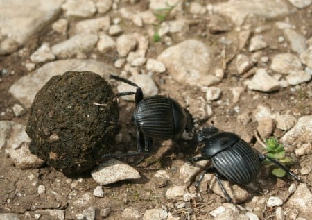 Tumblebugs with ball of dung