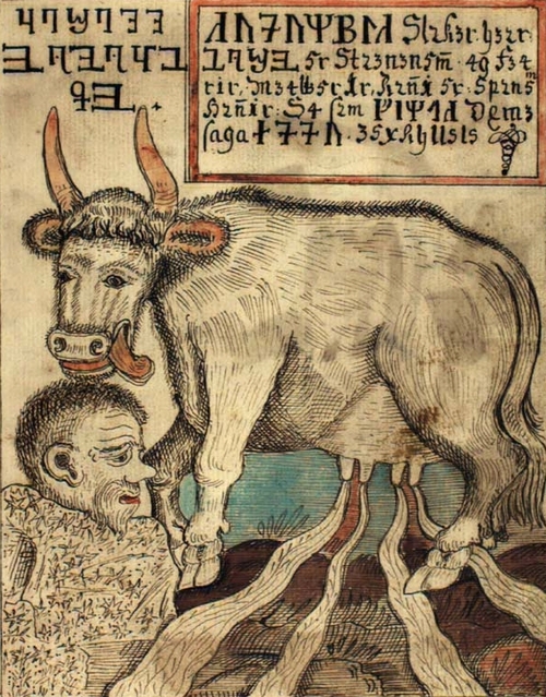 cow norse