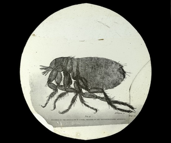 flea photomicrographic 1900-20