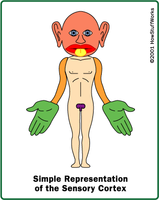 brain-homunculus