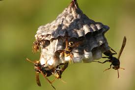 wasps