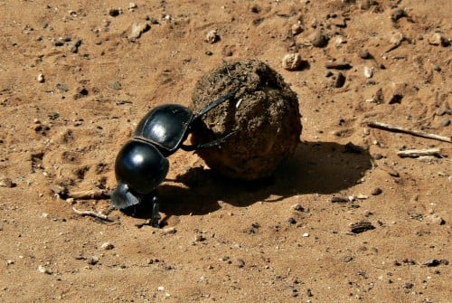 Flightless_Dung_Beetle_Circellium_Bachuss,_Addo_Elephant_National_Park,_South_Africa