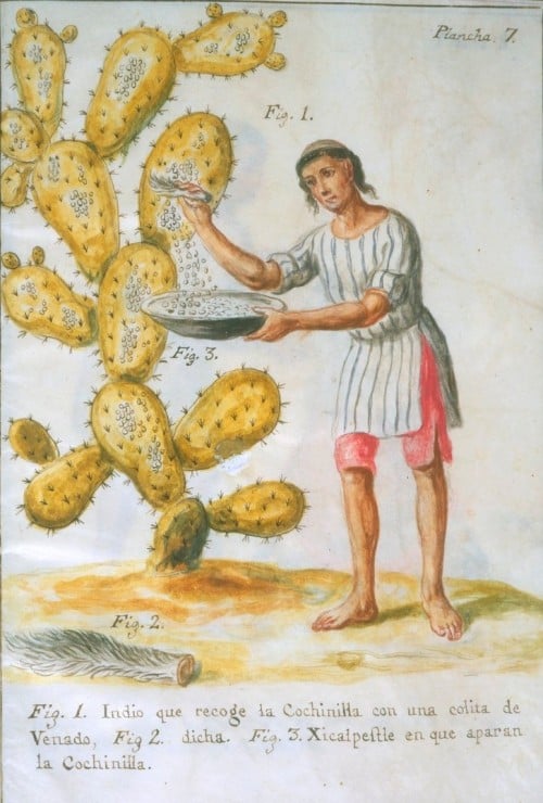 Cochineal harvesting