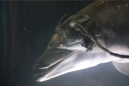 dolphin-in-johnny-mnemonic