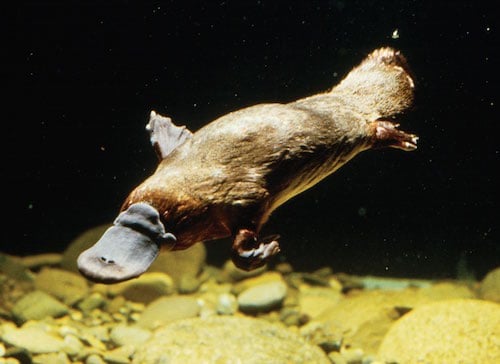 Platypus