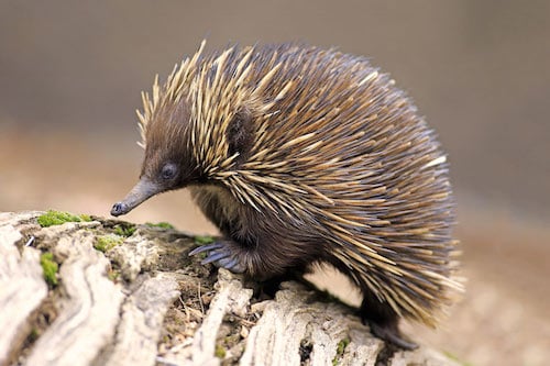 Echidna