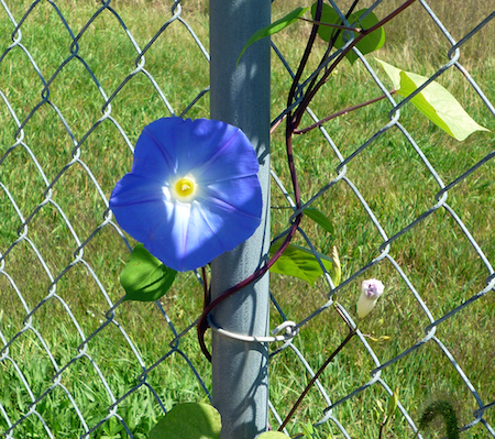 Blue-Morning-Glory-September-2013-2