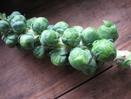 Brussels-Sprouts-on-Stalk