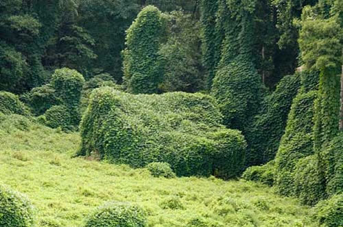 kudzu-covered-house