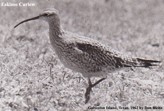 3-eskimo-curlew