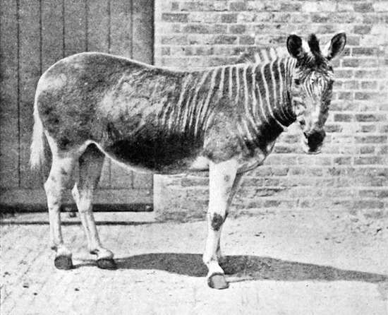 Quagga_in_enclosure