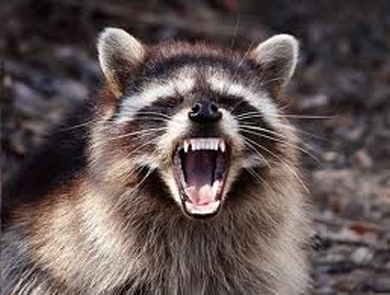 raccoons_womanc