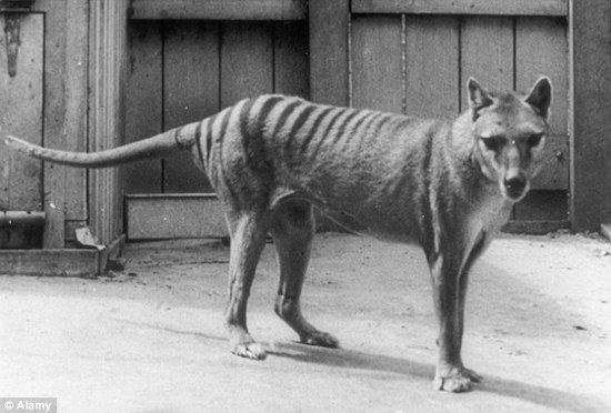 tasmanian tiger