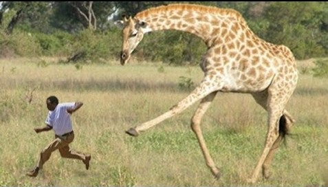 giraffe-attack