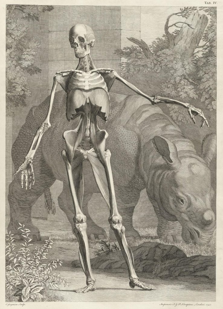 Engraved image of human skeleton with musculature, standing erect with arms spread, while a rhinoceros eats grass behind, with stone facade and foliage in background.