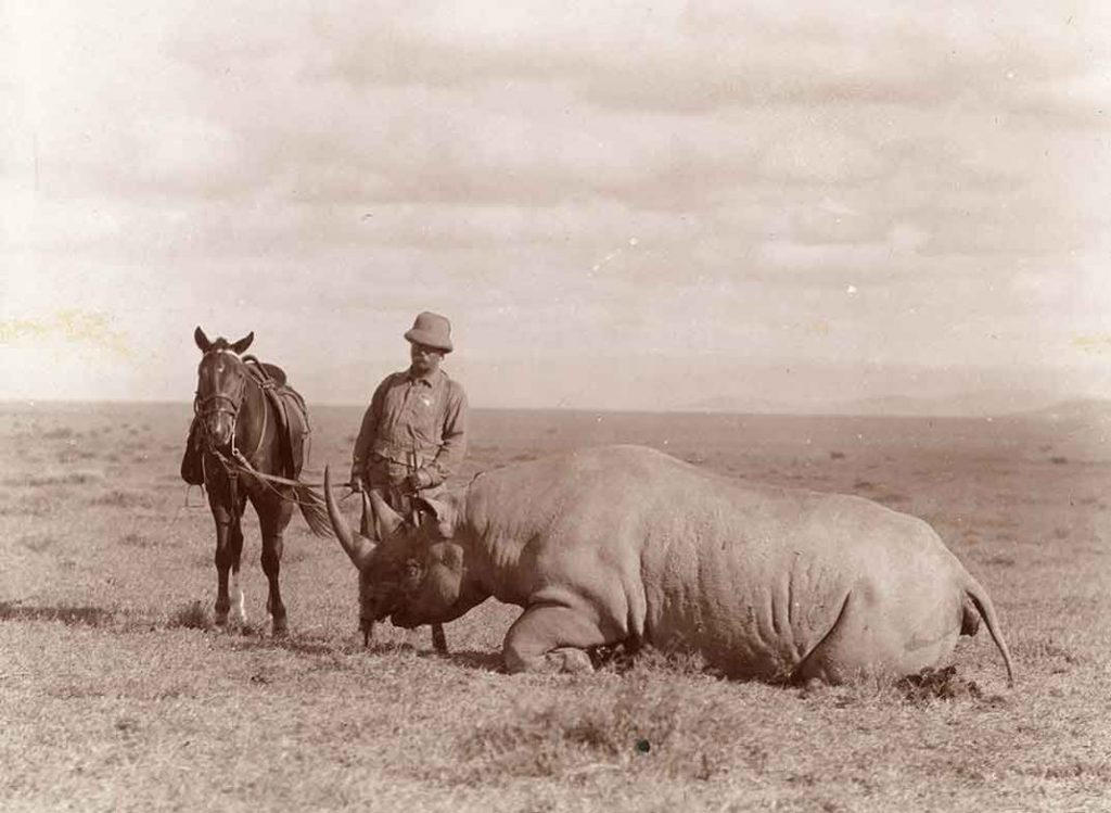 Teddy Roosevelt in pith helmet, holding horse by the reins, both standing next to a large white rhino in prone position.