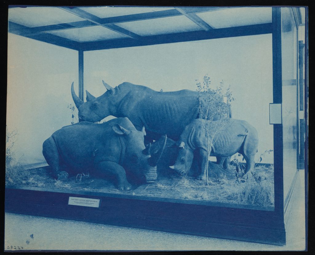 Group of three rhinoceros taxidermied, posed within a glass case.