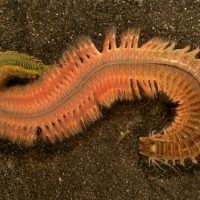 Photograph of a marine polychaete worm, in a horizontal s-curve, orange, and bristling with appendages, against a sediment ground.
