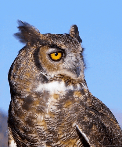 Get Your Own Life-Size CLASH OF THE TITANS Bubo the Owl Figure